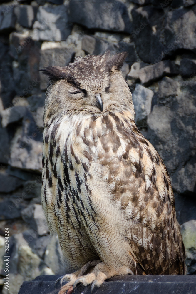 owl owl