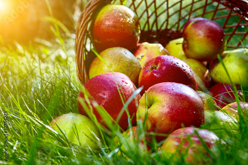 Apples in the Basket.