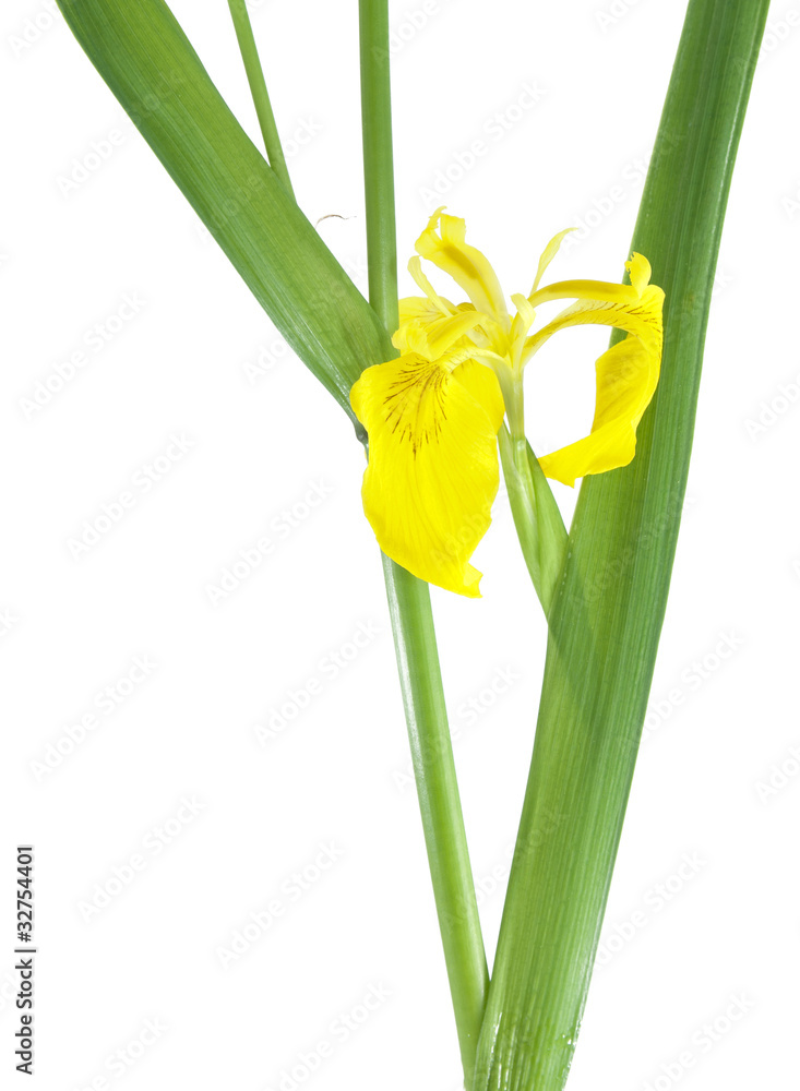 Fototapeta premium Iris