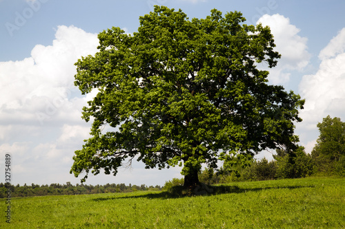 The tree growing in the field near to wood (late spring)