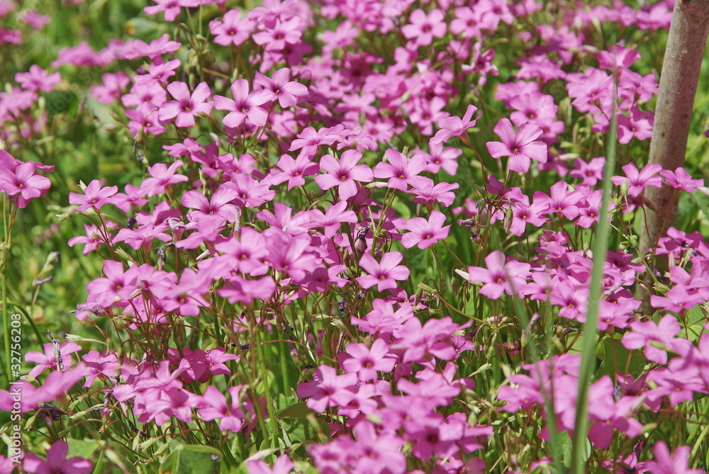 aiuola di fiori viola