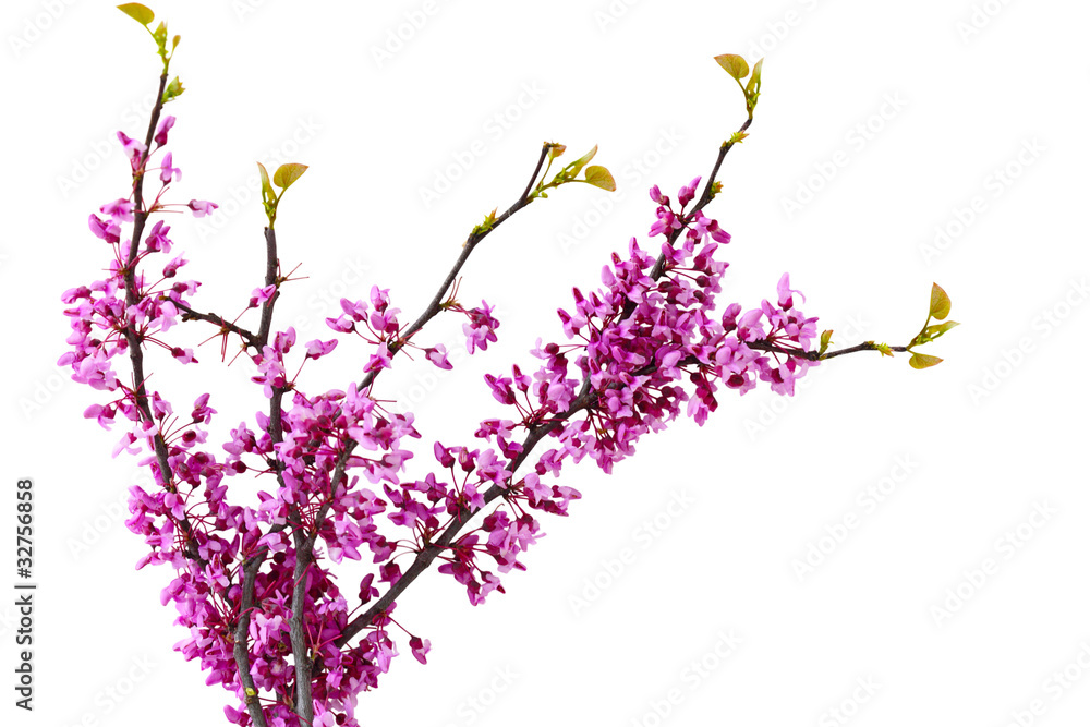 Fototapeta premium Redbud