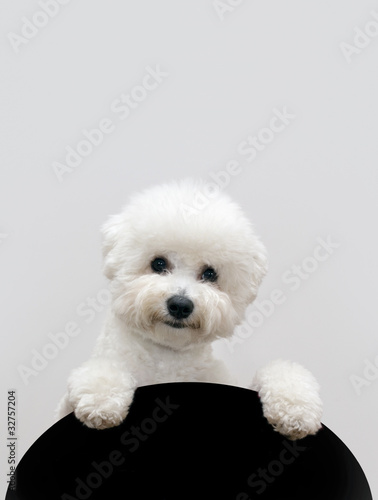 Fotografia, Obraz Bichon frise dog