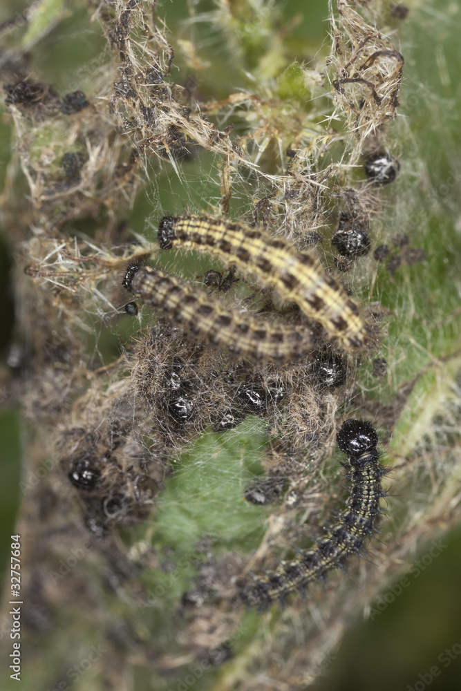 Small tortoiseshell larva feeding on nettle Small tortoiseshell larva feeding on nettle