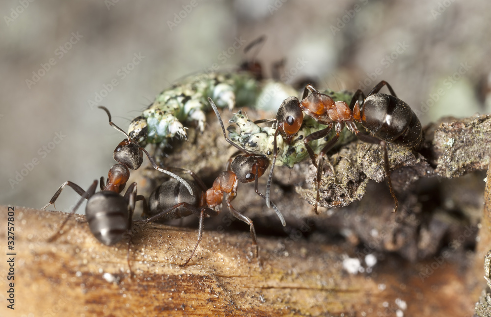 Horse ants pulling dead larva, macro photo