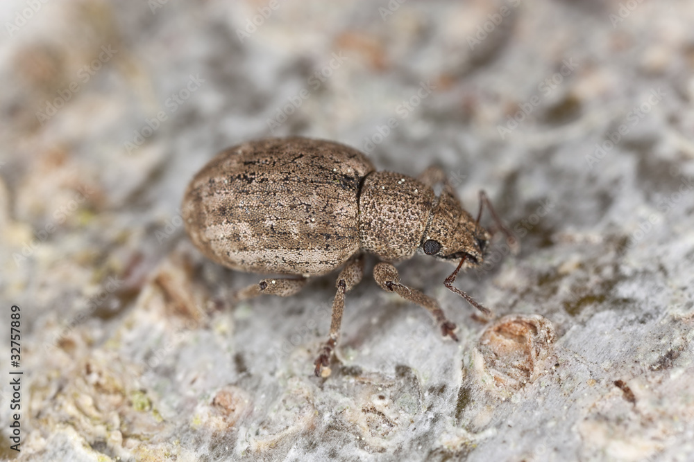 Small weevil, extreme close up with high magnification Small weevil, extreme close up with high magnification
