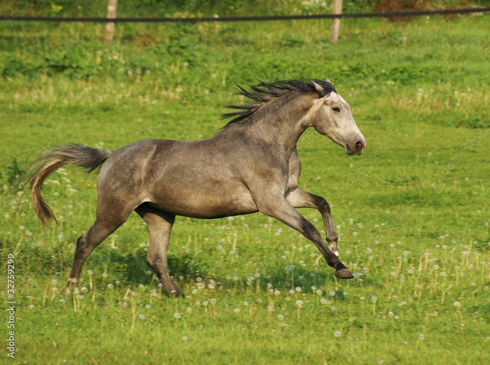 Obraz premium galoppierendes Pferd