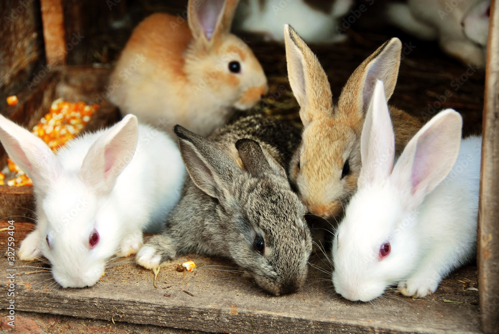 Obraz premium Bunny Rabbits family