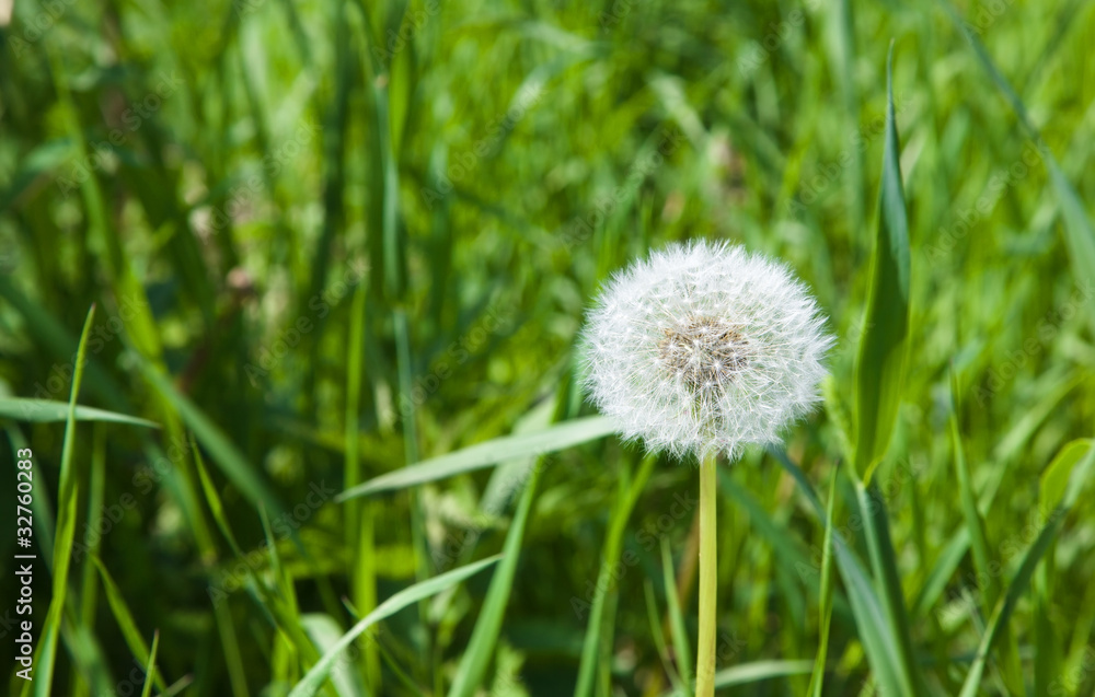 White dandelion against a green grass (spring)