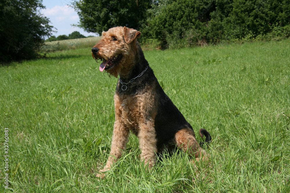 Airedale Terrier Airedale Terrier