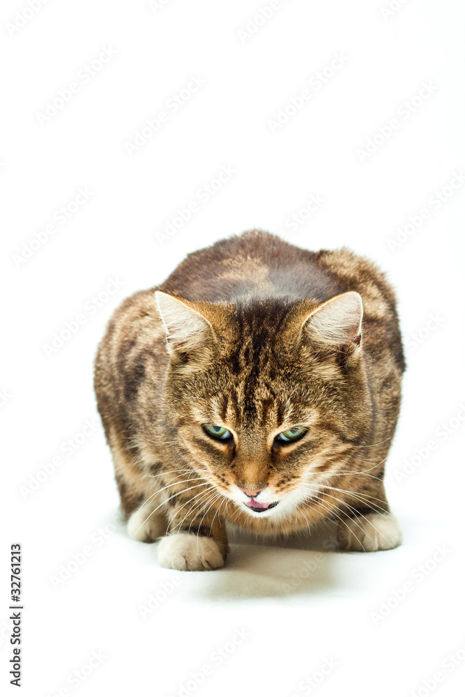 Fototapeta premium sitzende gestreifte Katze freigestellt vor weissem Hintergrund