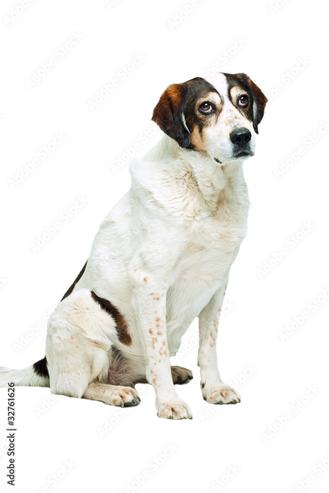 sitzender braun-weisser Hund freigestellt vor weiss