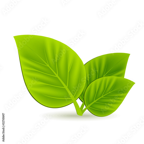 Leaves