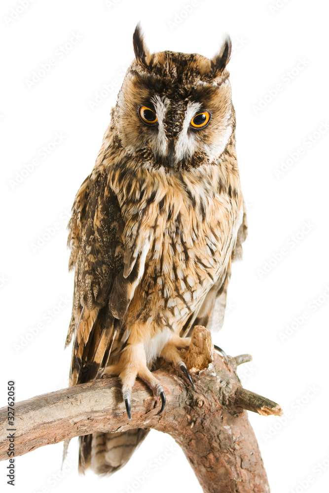 Fototapeta premium owl isolated on the white background
