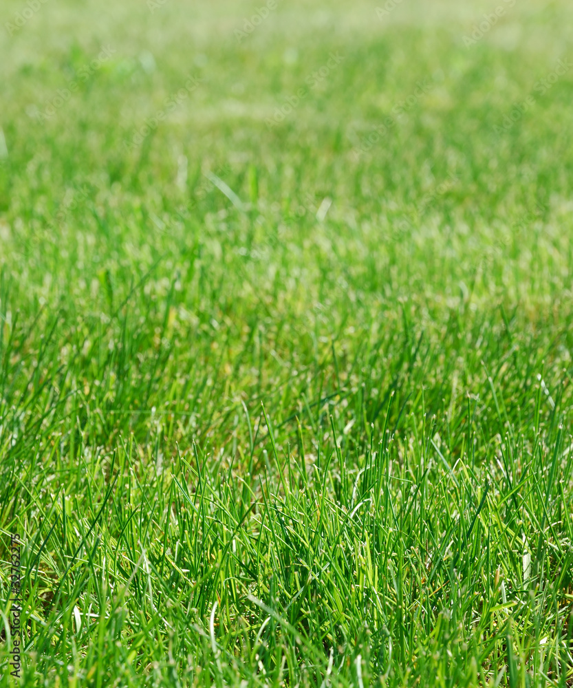 Close-up of a green grass Close-up of a green grass