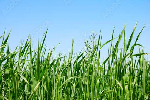 Green grass on the sky background