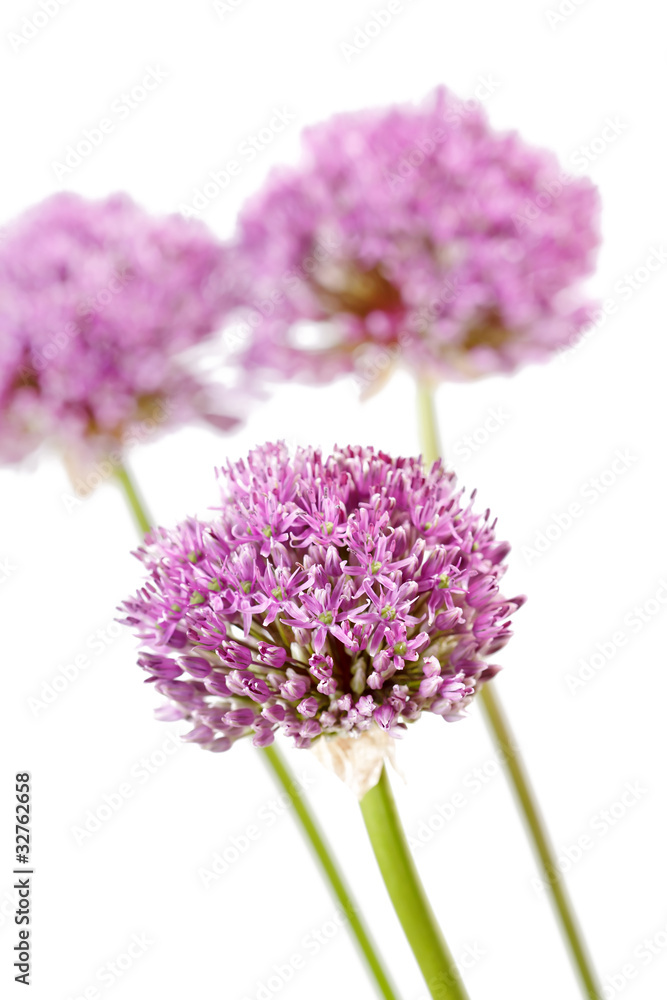 Fototapeta premium beautiful flowers