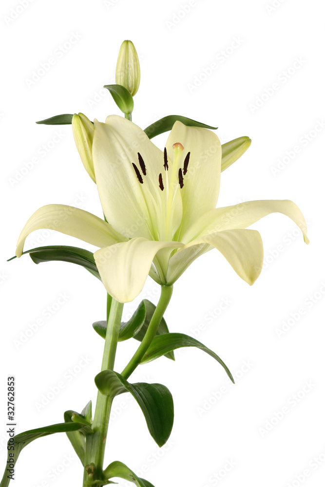 Obraz premium lilienblüte