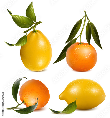 Vector tangerines and lemons with leaves.