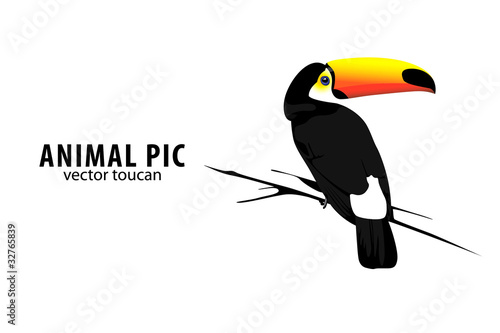 Toucan