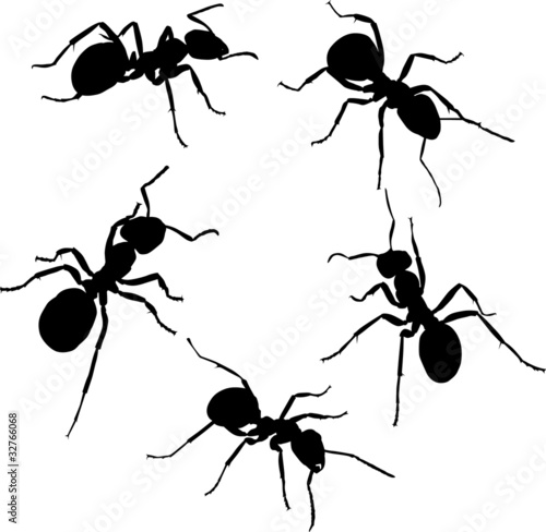 five isolated ant silhouettes