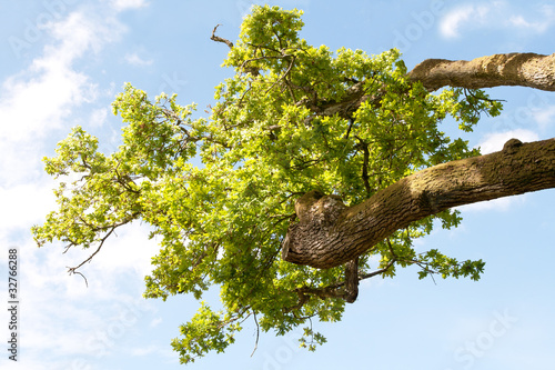 Pollarded oak tree resprouting photo