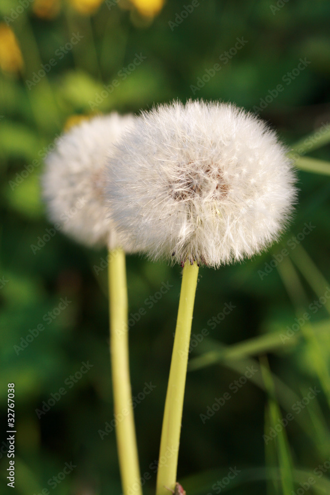 Dandelions Dandelions