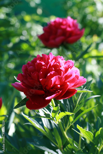 Red peonies