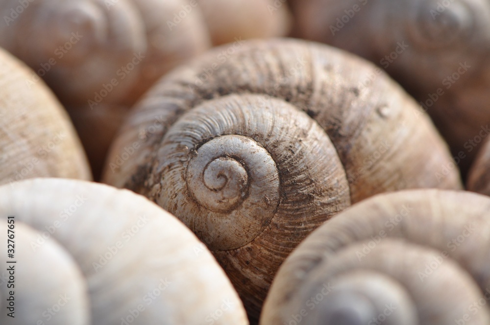 Schneckenhäuschen Weinbergeschnecken Schneckenhäuschen Weinbergeschnecken