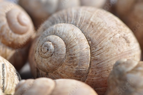 Schneckenhäuschen Weinbergeschnecken