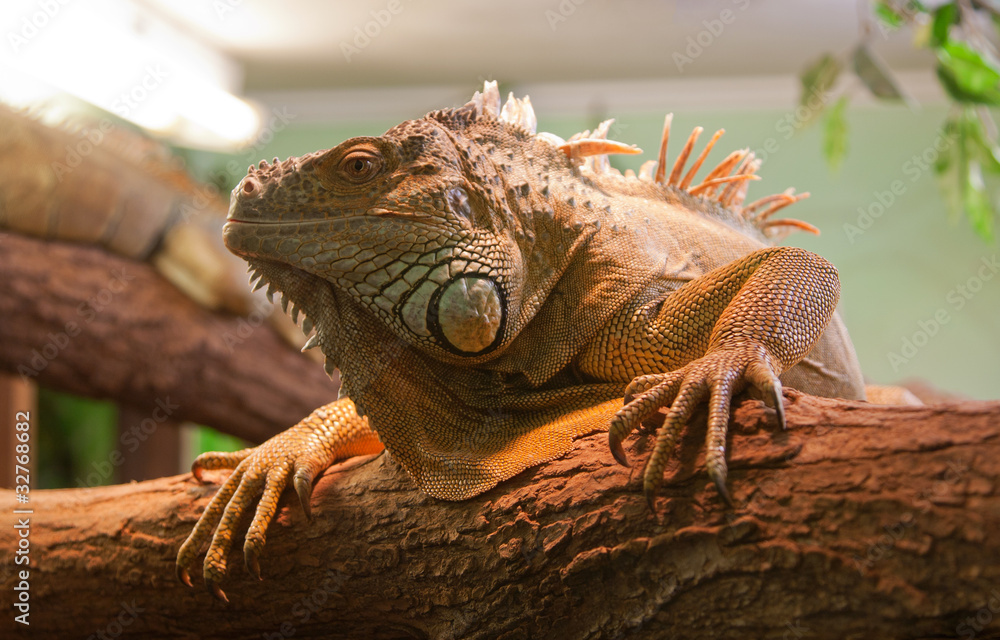 Fototapeta premium Lizzard