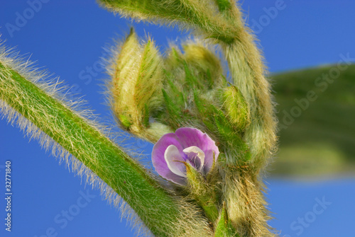 Soya Flower photo