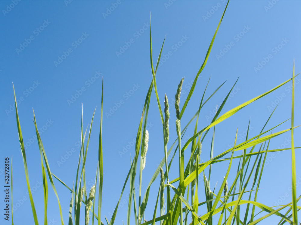 Young green grass outdoor over blue sky in summer Young green grass outdoor over blue sky in summer