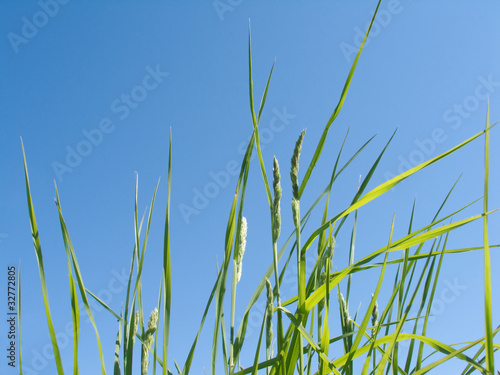 Young green grass outdoor over blue sky in summer