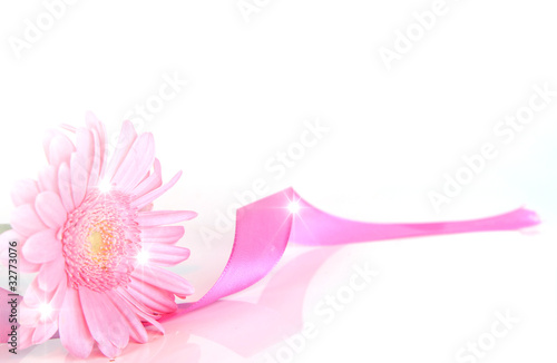 gerbera romantique rose photo