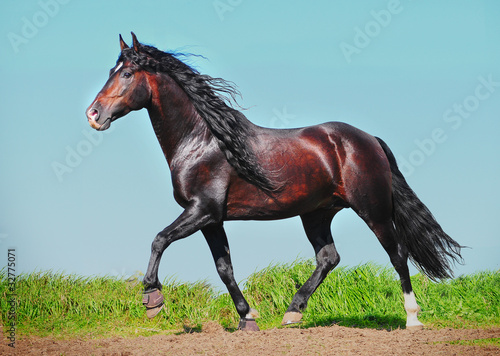 andalusian stallion © Olga Itina