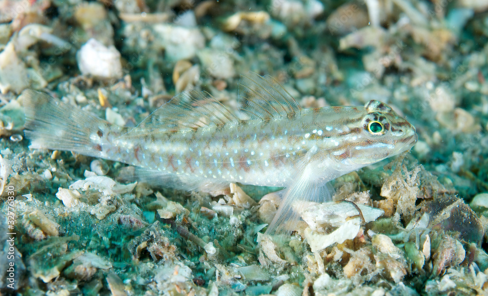 Macro of a Bridled Blenny resting on its pectoral fins. Macro of a Bridled Blenny resting on its pectoral fins.