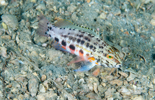 Lantern Bass resting on its pectoral fins.