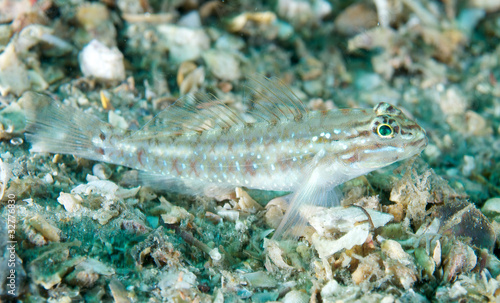 Macro of a Bridled Blenny resting on its pectoral fins. © pipehorse