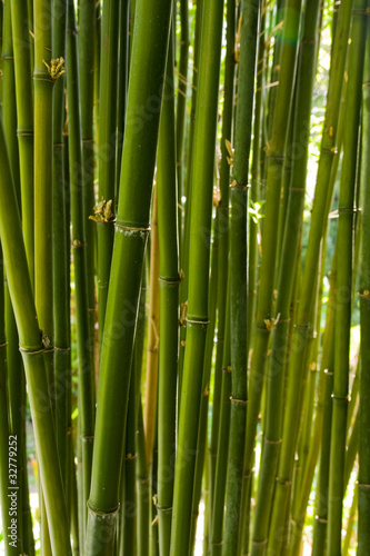 Fototapeta Naklejka Na Ścianę i Meble -  Green Bamboo