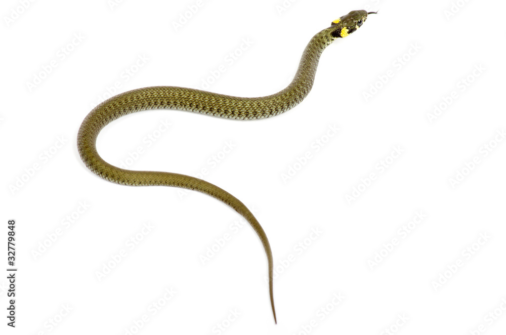 snake snake