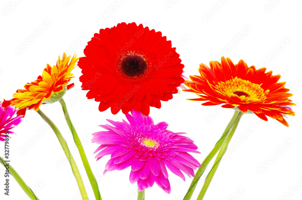 gerberas gerberas