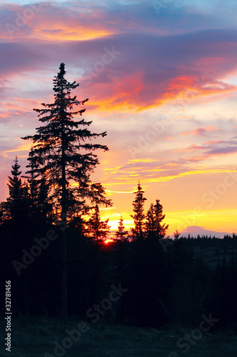 Alaskan sunset with silhouetted spruce trees