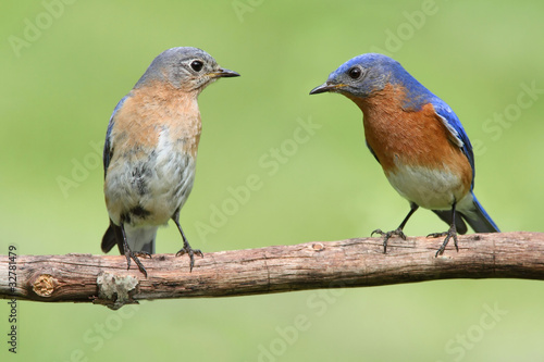 Pair of Eastern Bluebird © Steve Byland