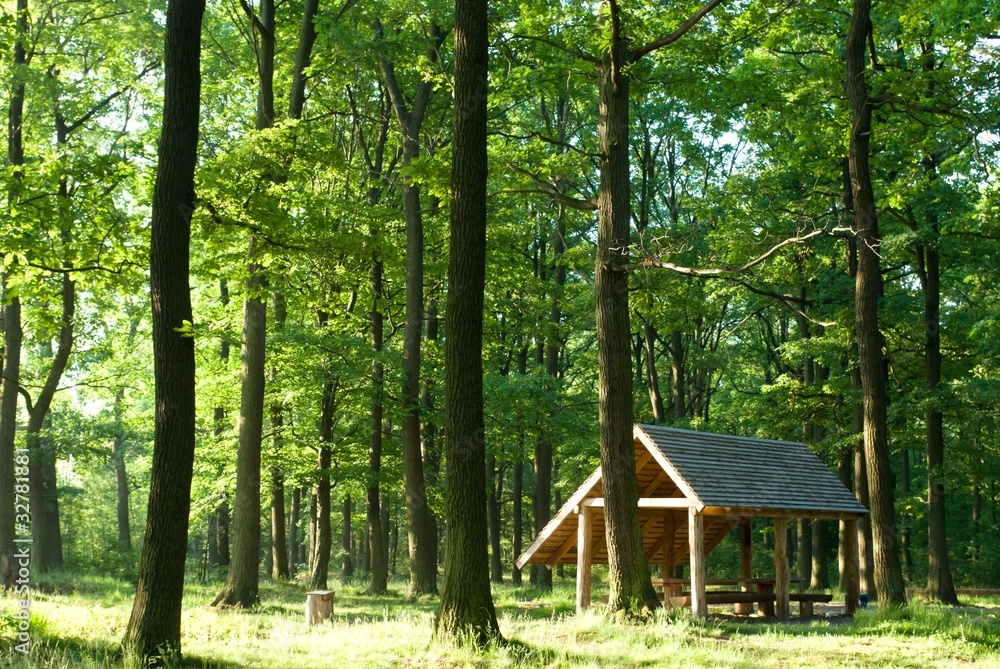 forest forest
