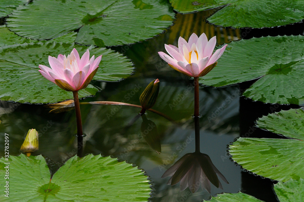 Pink lotus flower or Water Lilly and reflection in a pond
