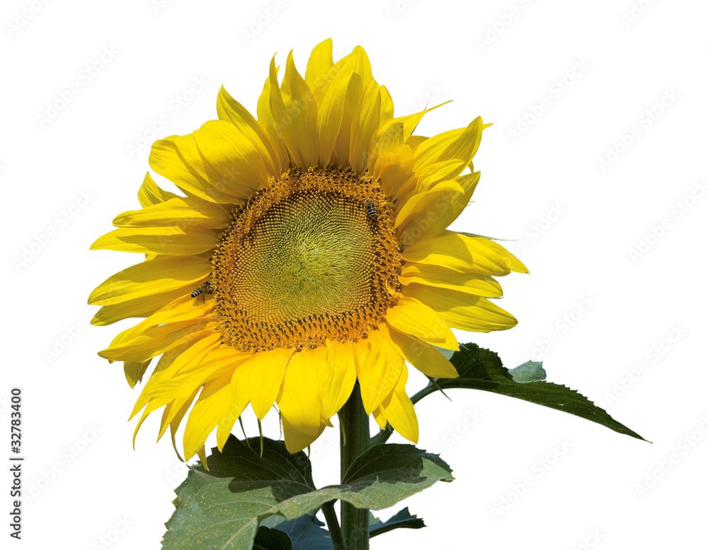 Obraz premium Ripe bright sunflower isolated on a white background