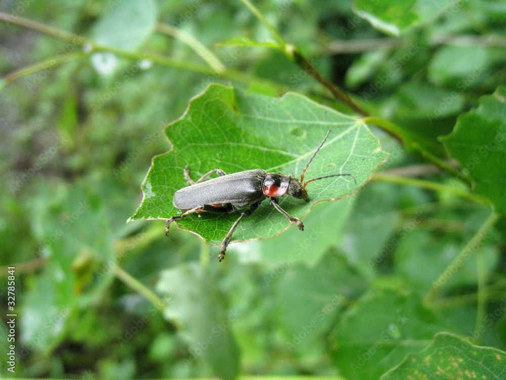 Blatt mit Käfer 1