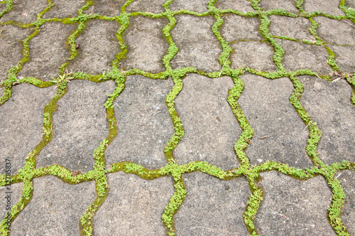 texture of brick with moss