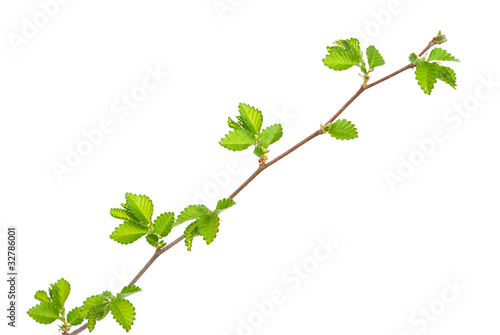 Branch of elm tree with spring buds on white background